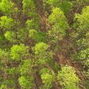 Floresta de eucalipto