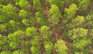 Floresta de eucalipto