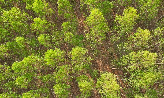 Floresta de eucalipto